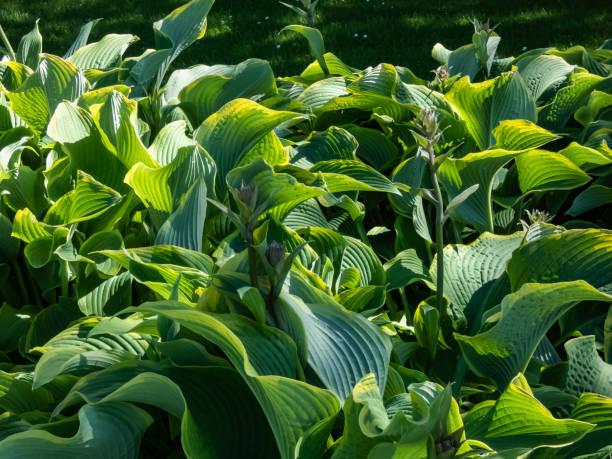 istock Hosta 'Abba dabba do' with dark green, long, lance-shaped and slightly twisted leaves with light gold margins flowering with pale lavender flowers 1461342941