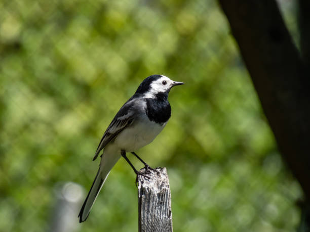 istock The white wagtail (Motacilla alba) with white and black plumage and with the characteristic long, constantly wagging tail standing on a pole with blurred background 1461342948