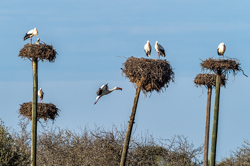 Ciconia ciconia Storks colony in a protected area at Los Barruecos Natural Monument, Malpartida de Caceres, Extremadura in Spain.