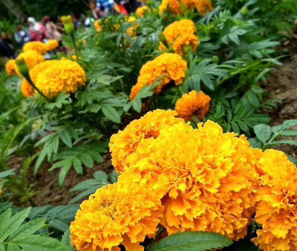 istock flowers in the garden 1461343902
