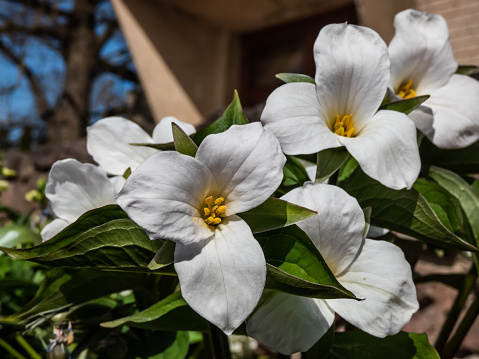 The white, large-flowered, great white trillium or white wake-robin (Frillium grandiflorum) flowering with a single, showy white flower atop a whorl of three leaves in the garden in spring
