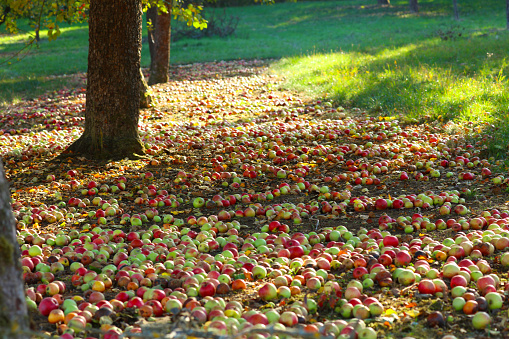 Apples apple tree on a meadow orchard