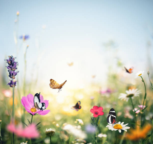 istock Summer Meadow With Flying Butterflies 1461347871