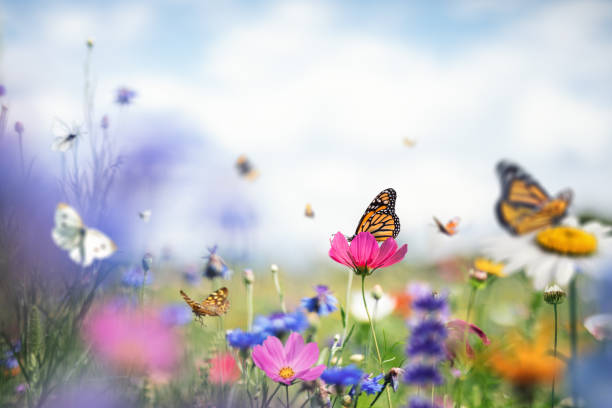 istock Colorful Meadow With Butterflies 1461347873