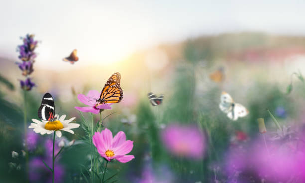 wiese mit schmetterlingen - cosmos flower daisy flower field stock-fotos und bilder