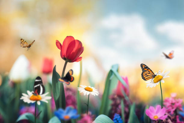 Summer garden full of tulips, daisies and flying butterflies.