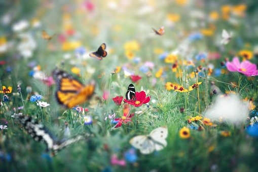 Summer meadow full of colourful flowers and flying butterflies.