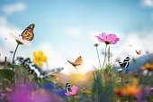 Butterflies On Flowers