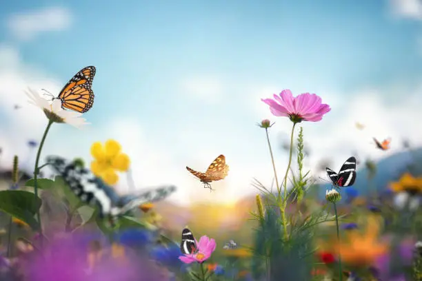 Idyllic summer meadow full of colourful flowers and flying butterflies.