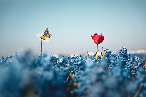 Two flowers standing out from the hyacinth field. Butterfly is sitting on a daisy.