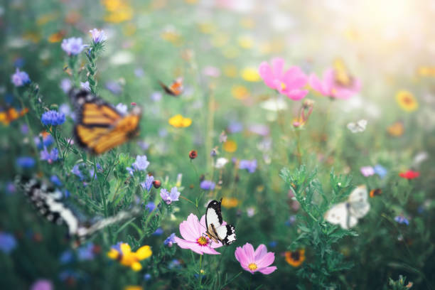 istock Butterflies Flying Over Flowers 1461347928