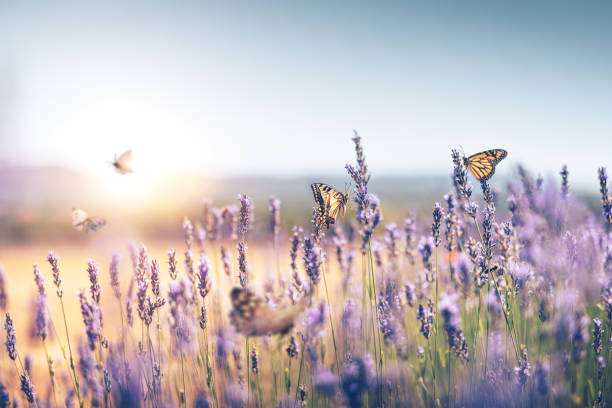 campo de lavanda con mariposa - lilac bush nature flower bed fotografías e imágenes de stock
