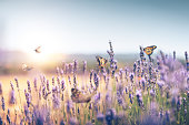 Lavender Field With Butterfly