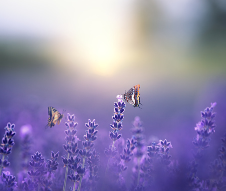 Two butterflies in purple lavender field.
