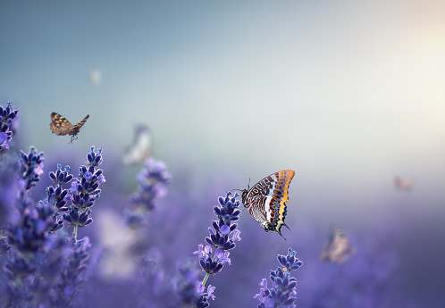 Group of butterflies in purple lavender field.