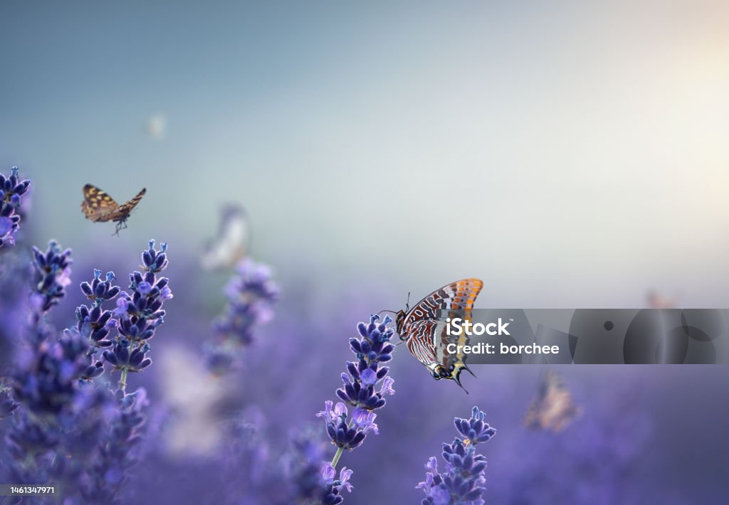 Butterflies In Lavender Group of butterflies in purple lavender field. Flower Stock Photo