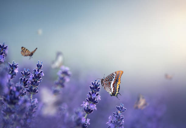 Butterflies In Lavender stock photo