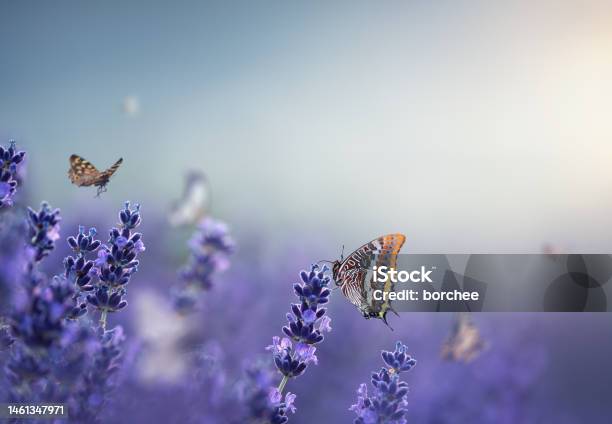 Butterflies In Lavender Stock Photo - Download Image Now - Flower, Backgrounds, Lavender - Plant