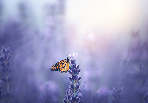 Monarch butterfly sitting on a lavender.
