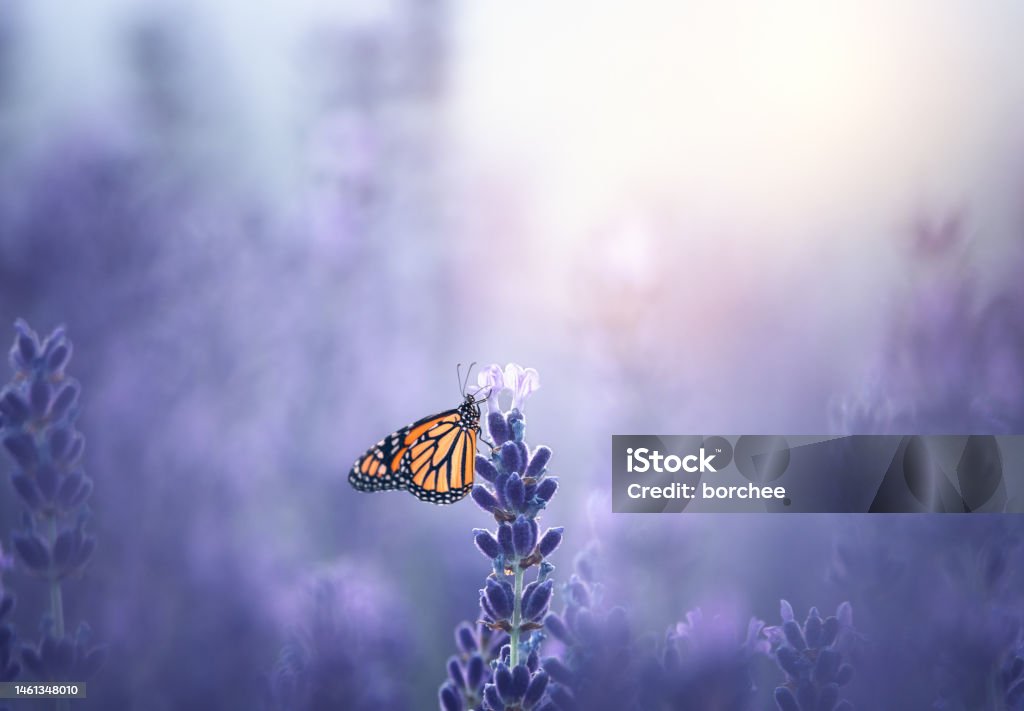 Monarch Butterfly Monarch butterfly sitting on a lavender. Flower Stock Photo