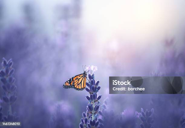 Monarch Butterfly Stock Photo - Download Image Now - Flower, Butterfly - Insect, Lavender - Plant