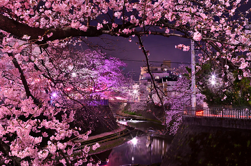 The Ooka River promenade is a famous cherry blossom spot that many people visit every year.