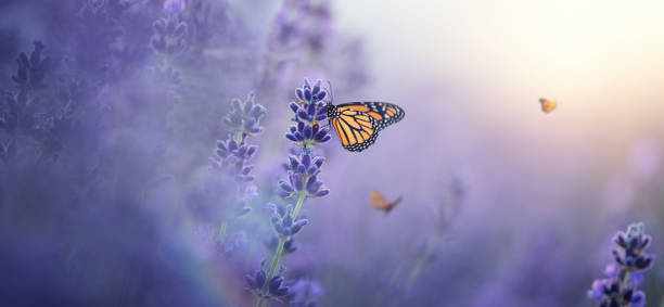 Monarch Butterfly On Lavender - fotografia de stock