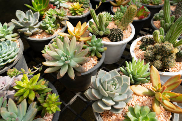 istock The House indoor plants collection. Succulent and cactus in different pots with sunlight. 1461349971