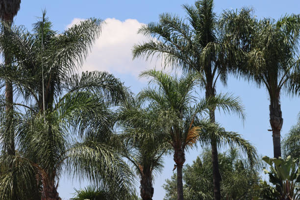 istock Palm trees across the road 1461350008