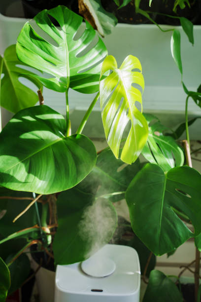 istock a white device for humidifying the air works near indoor plants. 1461352354