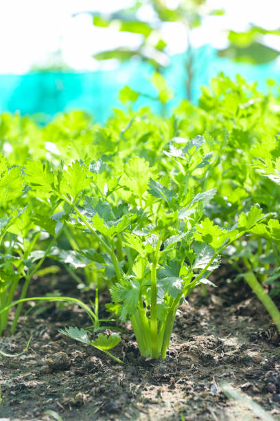 istock Celery leaf vegetable farm soil vegetable garden, organic vegetable gardening with fresh vegetable celery leaf planting , in the greenhouse garden eco friendly gardening nature plant 1461353010