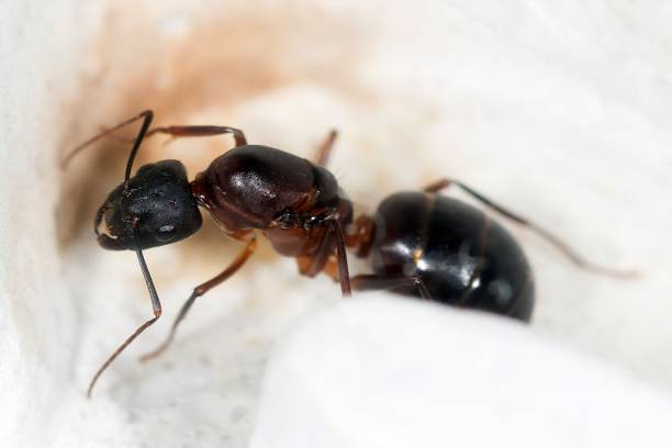 istock Gyne Camponotus barbaricus 1461353026