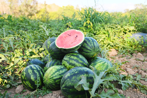 watermelon slice in watermelon field - fresh watermelon fruit on ground agriculture garden watermelon farm with leaf tree plant, harvesting watermelons in the field