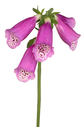 Studio Shot of Fuchsia Colored Foxglove Flower Isolated on White Background. Large Depth of Field (DOF). Macro. Close-up.