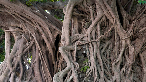 나무 뿌리. ficus microcarpa, 중국 반얀, 말레이 반얀, 인도 월계수, 커튼 무화과 또는 가주 마루. - indian laurel fig 뉴스 사진 이미지