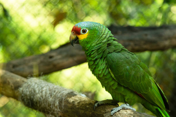 amazónia de lored vermelho sentada no galho na gaiola - parrot tropical bird gold and blue macaw amazon parrot - fotografias e filmes do acervo