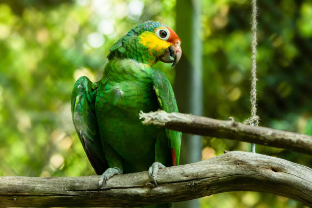 amazónia de lored vermelho sentada no galho na gaiola - parrot tropical bird gold and blue macaw amazon parrot - fotografias e filmes do acervo