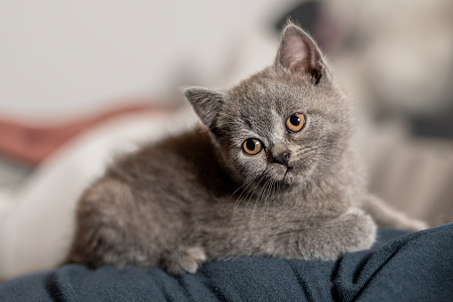 Gray British shorthair kitten lying on a cushion, looking curious with head to one side