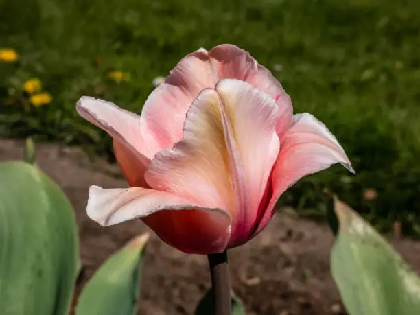 Photo of Tulip Salmon Impression with pale pink gently flushed with apricot- pink flowers. The flowers are large and goblet shaped held on tall strong stems. The inner petals are deep salmon with bluish base