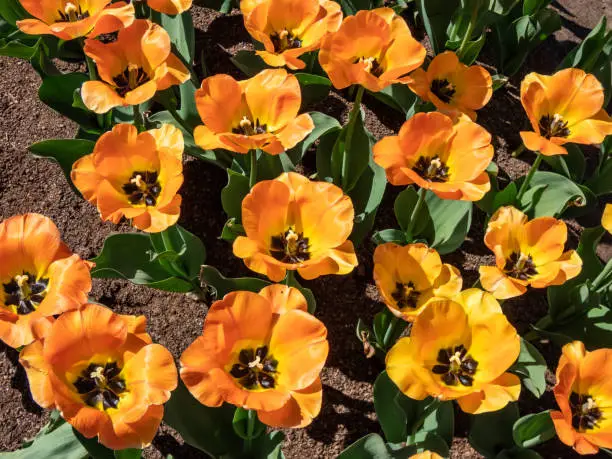 Photo of Award-winning, early-blooming Darwin Hybrid Tulip 'Daydream' is captivating beauty with sunny yellow blossoms aging to luminous, apricot to orange as they mature