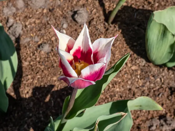 Photo of A beautiful elegant tulip Claudia - lily flowering tulip that produces unusual deep rose to purple colored blooms with narrow white margin and pointed petals