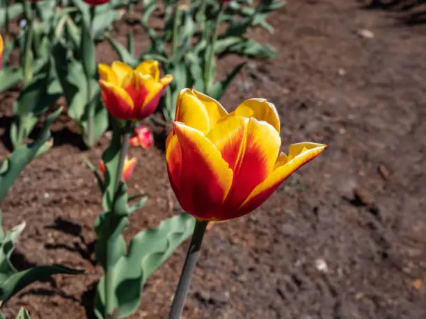 Photo of Tulipa Triumph 'Kees Nelis' that bears big, vibrant red blooms edged with yellow and orange colours in sunlight in the garden in spring