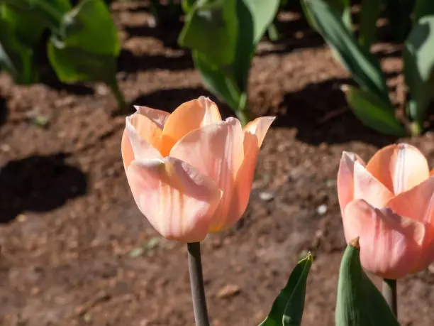 Photo of Tulip 'Apricot beauty' blooming with cup-shaped flowers in a delicate salmon-pink with orange margins, fading to soft, sunset tones and a pale green star at its base in garden