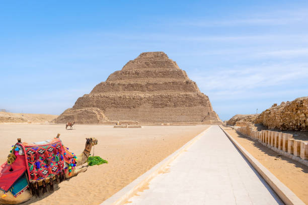 cammelli alla piramide a gradoni, sakkara, egitto - saqqara foto e immagini stock