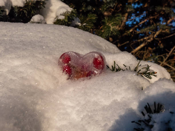 kwiat i owoce w zamarzniętej wodzie, kolorowy przedmiot w lodzie w kształcie serca na śniegu. dekoracje zewnętrzne zimą w ogrodzie. majsterkowanie - heart shape snow ice leaf zdjęcia i obrazy z banku zdjęć