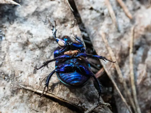 Photo of Close-up and macro shot of dor beetle (earth-boring dung-beetle) on the ground upside down with group of mites on body with blurred background