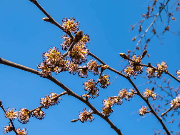 Close-up shot of flowers of the tree - the Wych elm or Scots elm (Ulmus glabra) growing in a park in sunlight. Flowers in clusters appear before leaves in early spring Close-up shot of flowers of the tree - the Wych elm or Scots elm (Ulmus glabra) growing in a park in bright sunlight. Flowers in clusters appear before leaves in early spring wych elm stock pictures, royalty-free photos & images