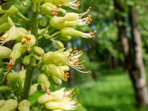 Macro shot of yellow to green flowers with long stamens of the Ohio buckeye (Aesculus glabra) in bright sunlight in the spring