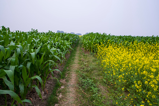 corn field in the countryside with blue sky and bright yellow flowers