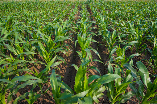 Young green corn plants growing in the field, closeup view